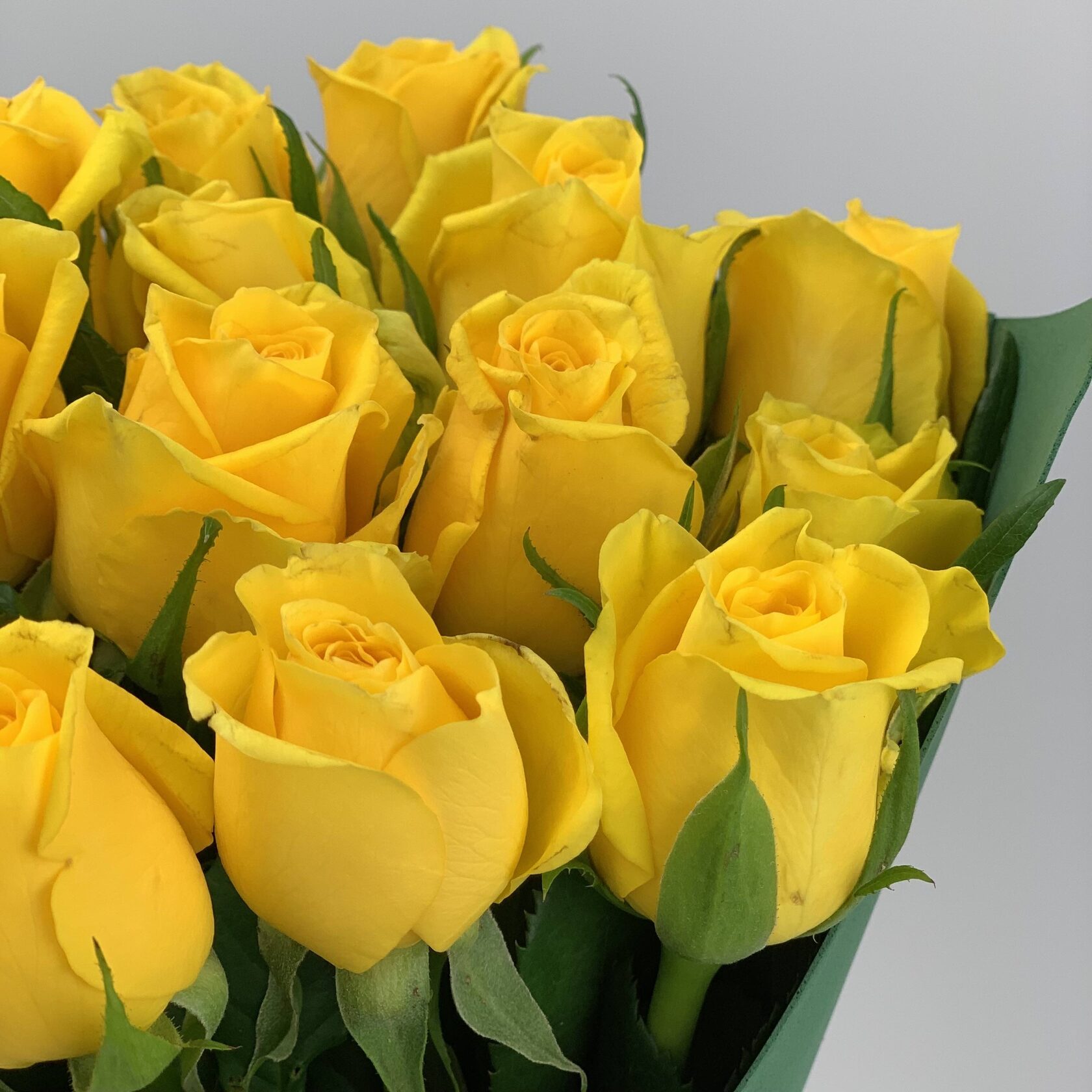 Хризантемы. Хризантемы купить.