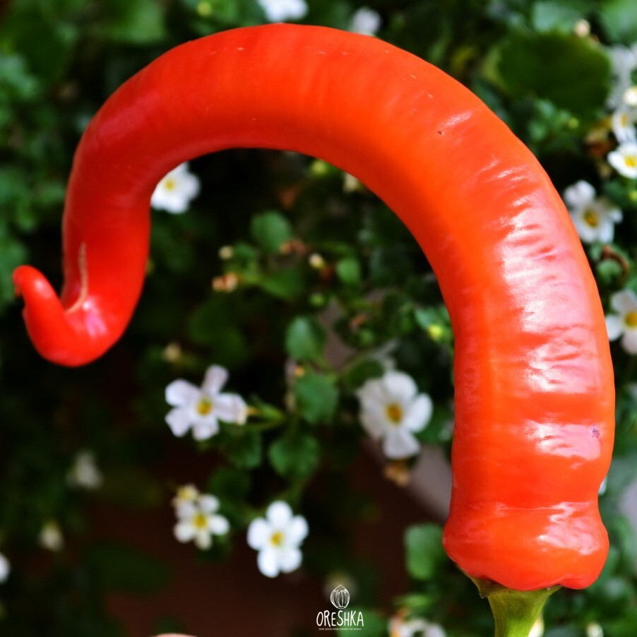 Seeds of Hot pepper Lamb's horn (Capsicum) — 10 pcs