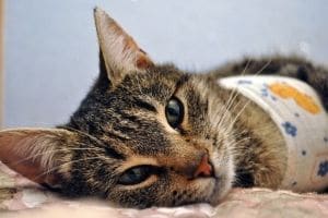 12 причин, по которым кошка лижет лицо и руки хозяина
