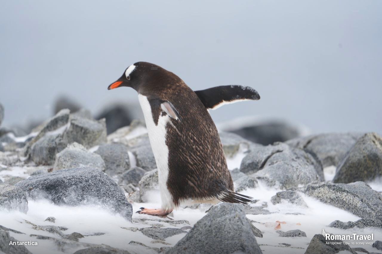 antarctica - roman travel