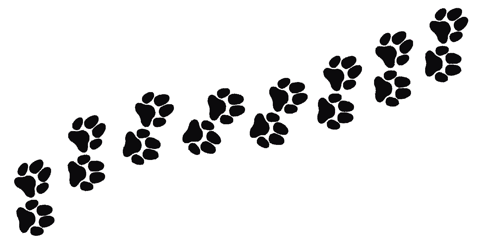 Приют "Гепард"