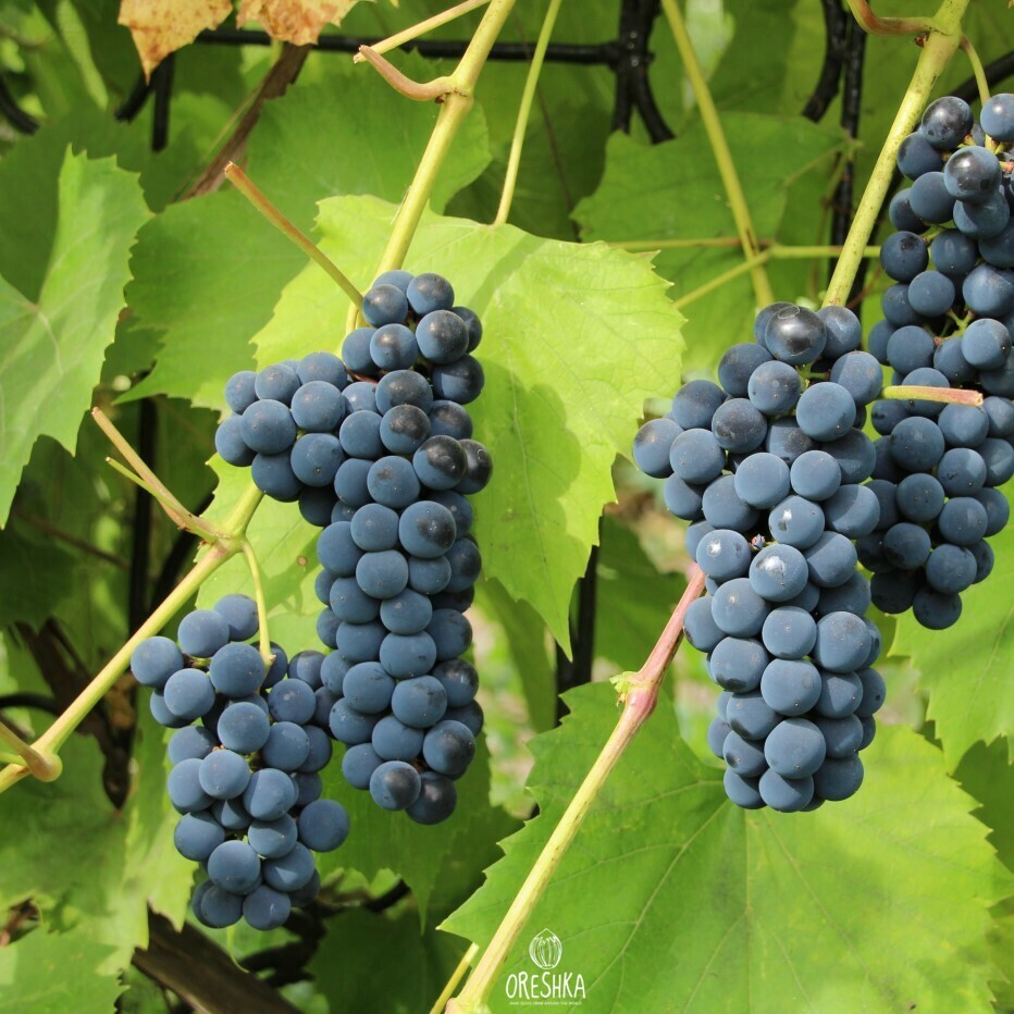 Seeds of Black grapes frost-resistant Ural Isabella (Vítis) — 15 pcs