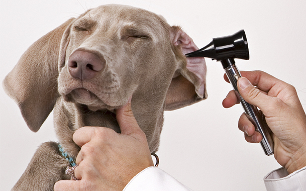 Как ухаживать за ушами собаки
