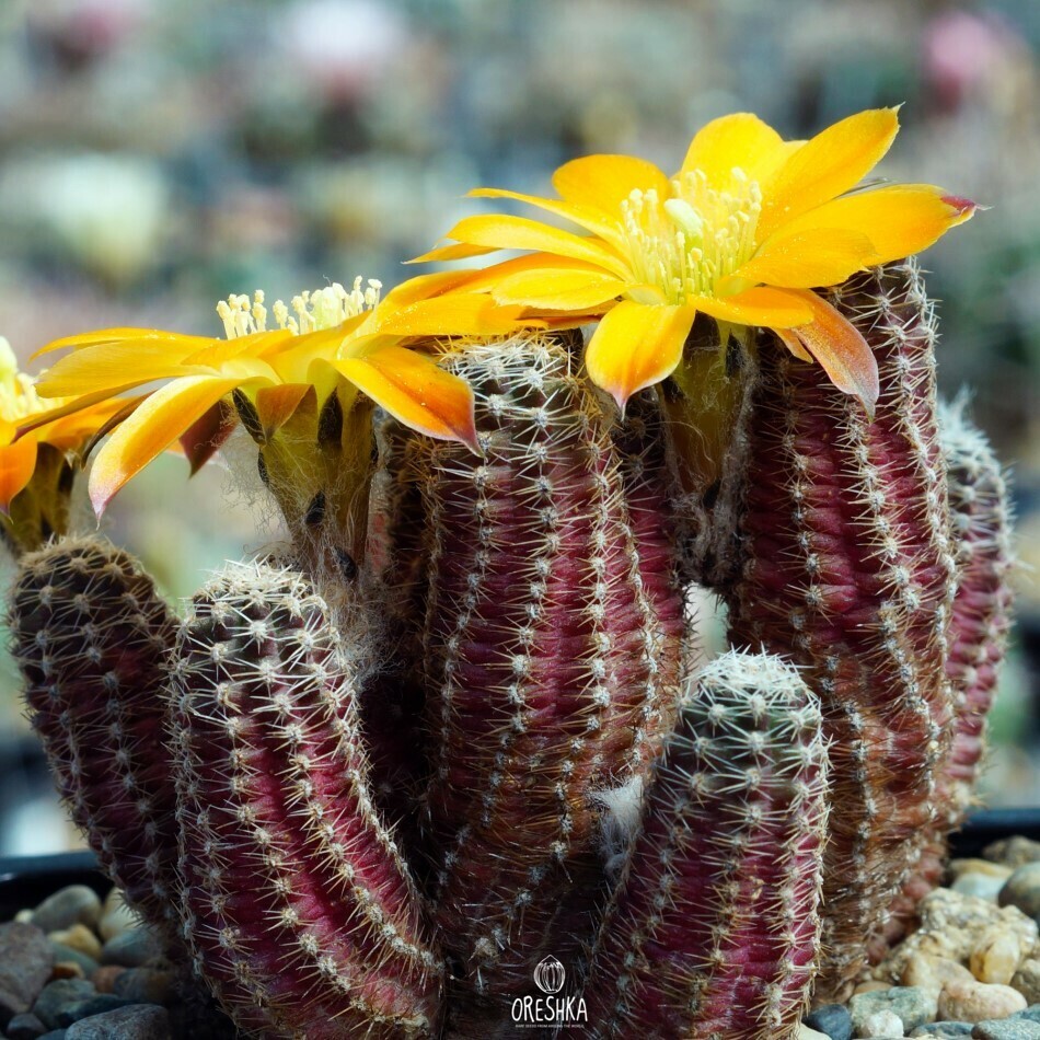 Seeds of Cactus Mediolobivia pygmaea v. diersiana WR 631 (Mediolobivia pygmaea v. diersiana WR 631) — 10 pcs