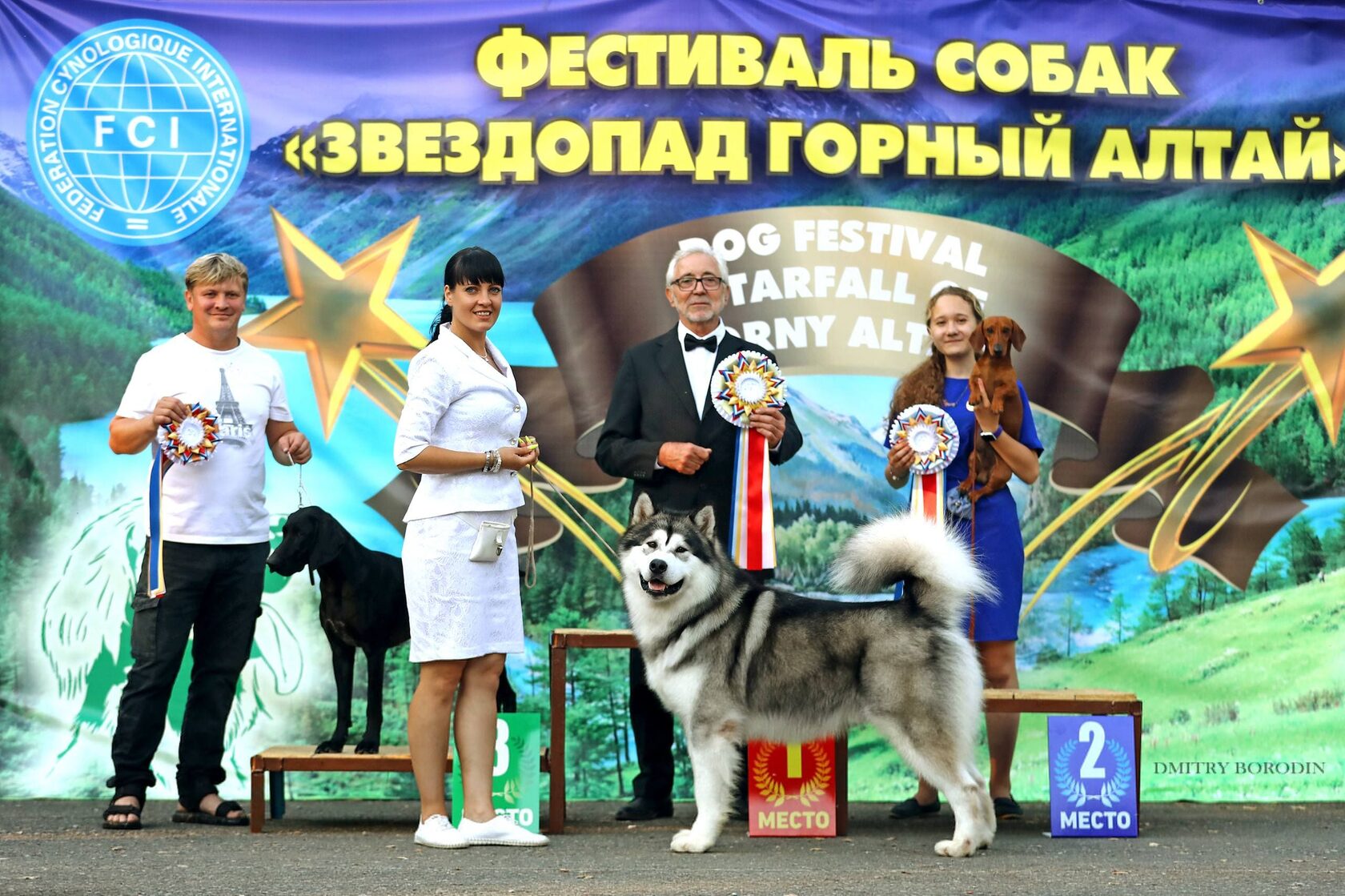Аляскинский маламут — Фестиваль Звездопад
