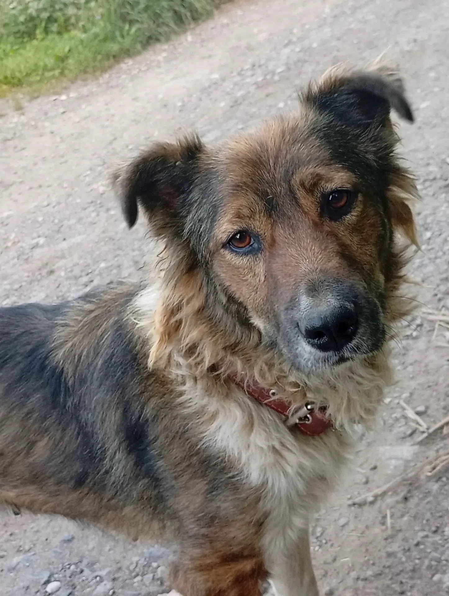Лиза