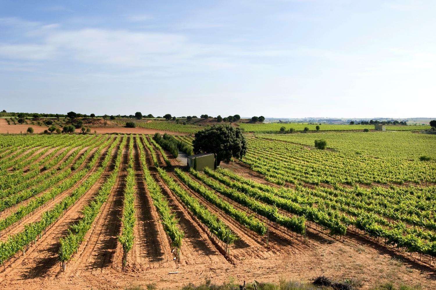 Bodega Iniesta in Spain