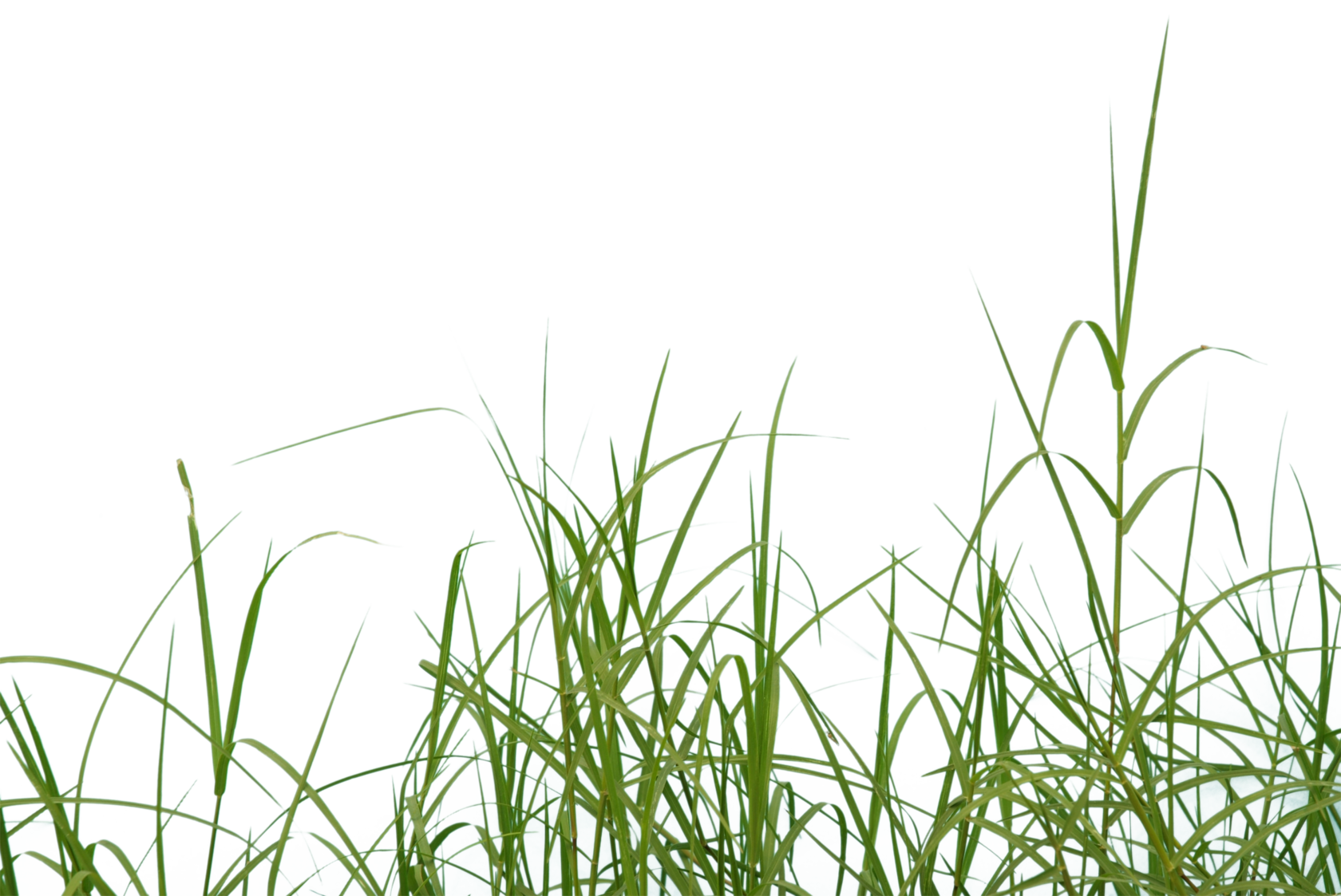 Grass plant. Трава на переднем плане. Трава на прозрачном фоне. Трава для фотошопа. Травинка на прозрачном фоне.