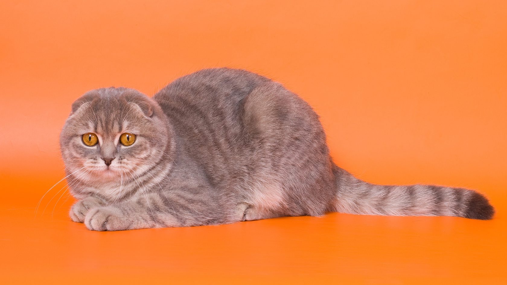 Кошка шотландская короткошерстная