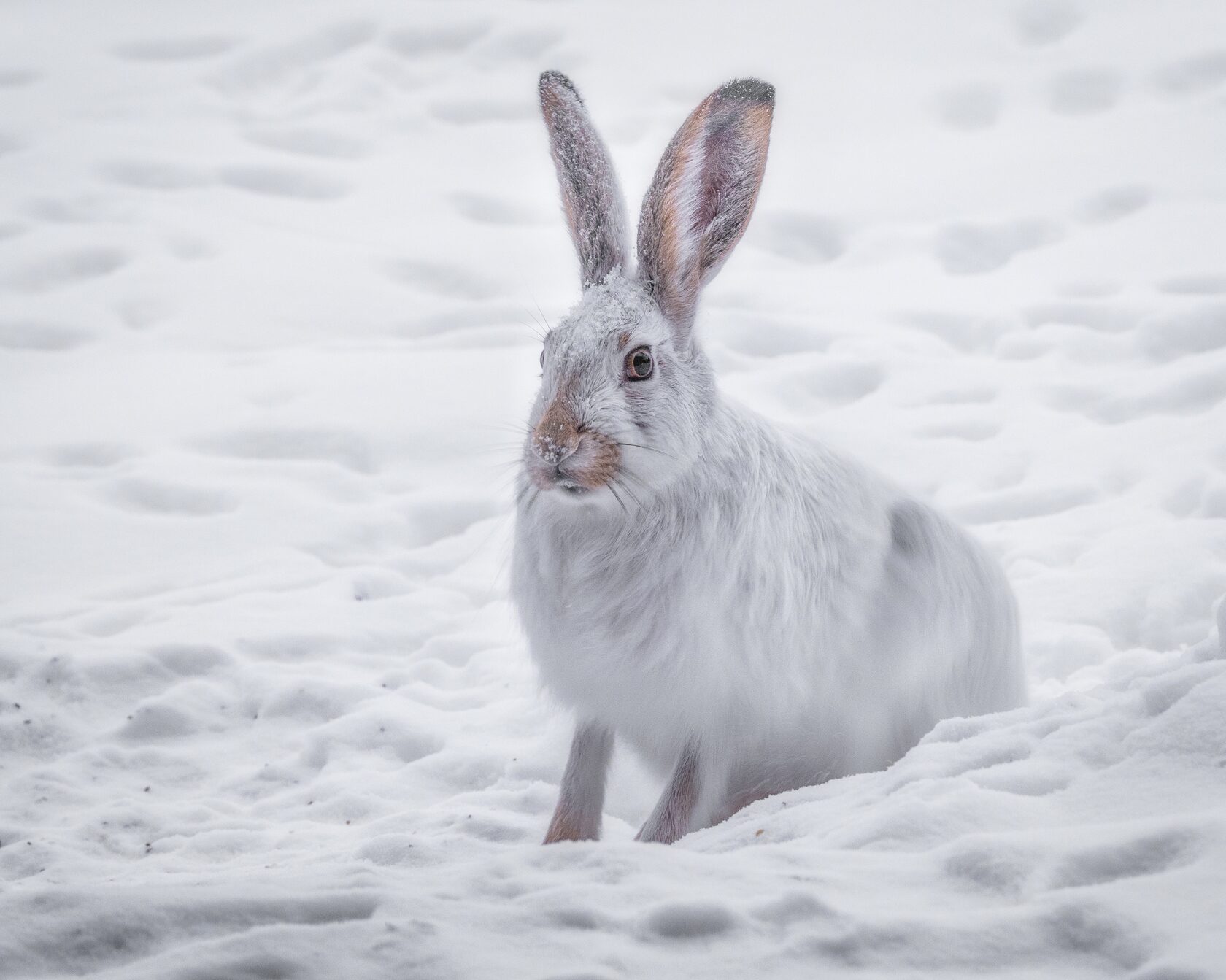 Последний снег White Rabbit