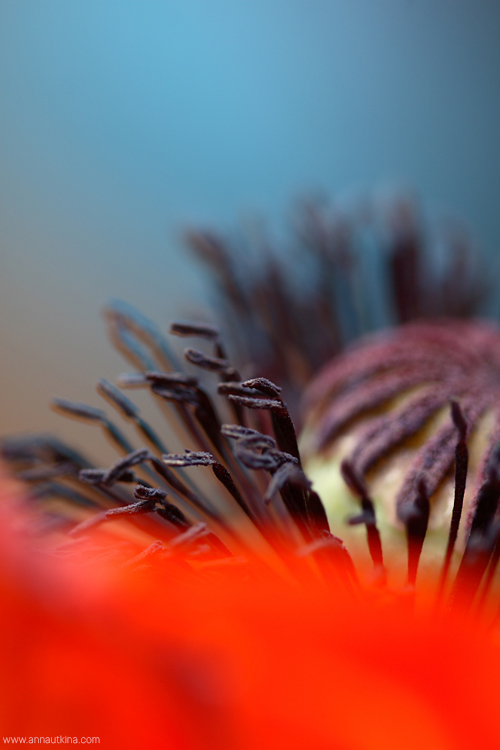 macro, macro flower, macro art, anna utkina, photography, macrophotograpy, floral art, макро, макрофотография, анна уткина