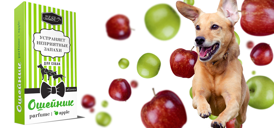 Можно собакам яблоки свежие. Ошейник парфюмированный для собак best. Собака с яблоком. Best 65см ошейник для собак парфюмированный банан 1х3 zr0663. Бэст ошейник для собак парфюмированный банан 65см.