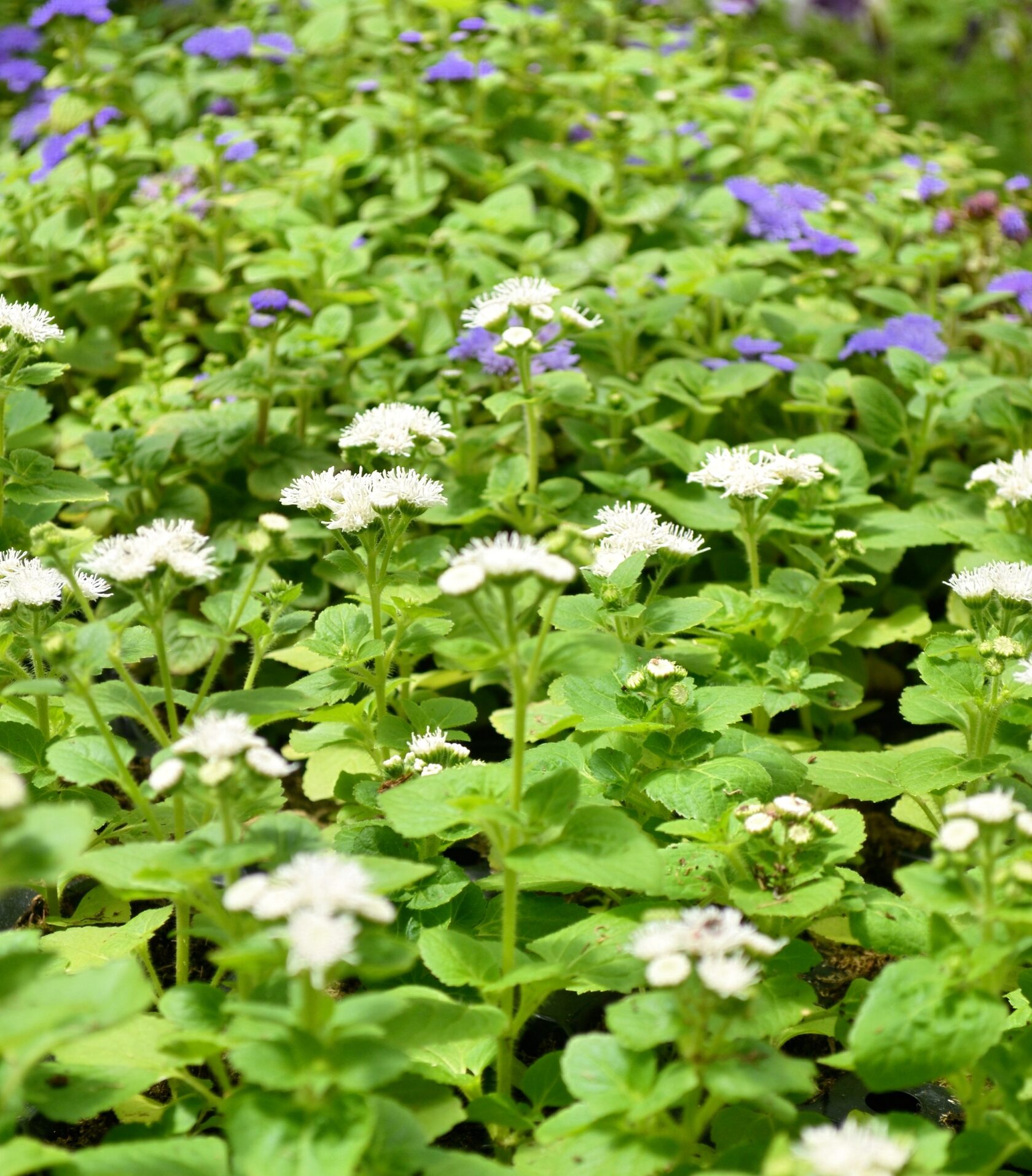 купить агератум