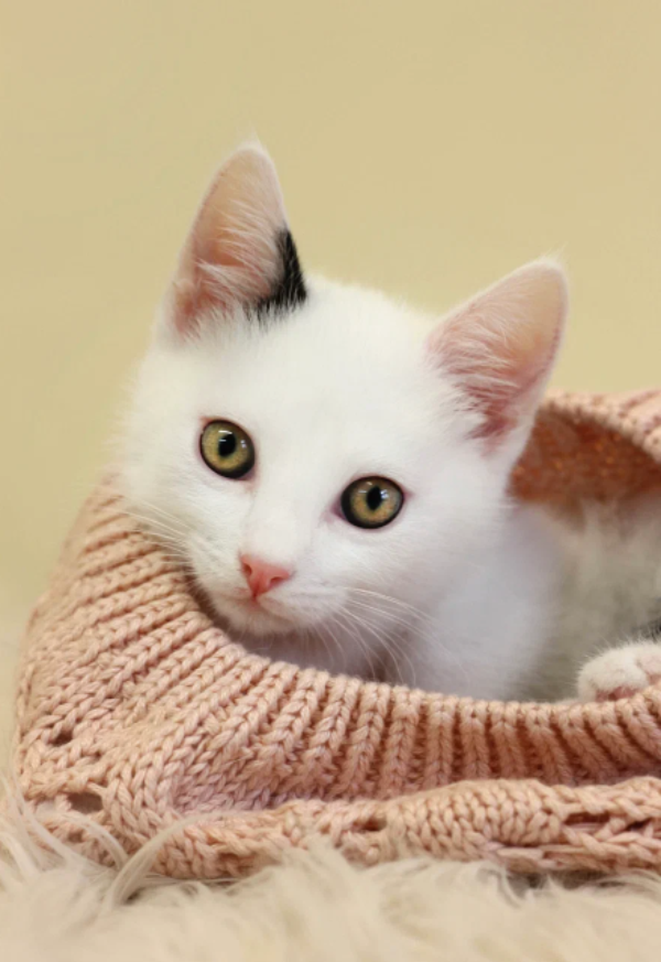 Белый котенок