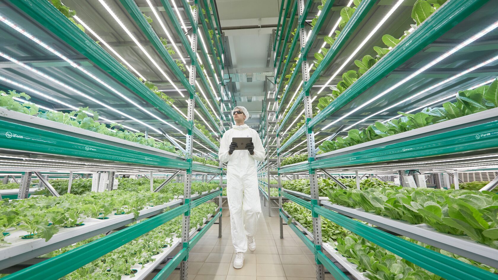 Vertical Indoor Farming Systems in Qatar for Strawberry and Greens with iFarm