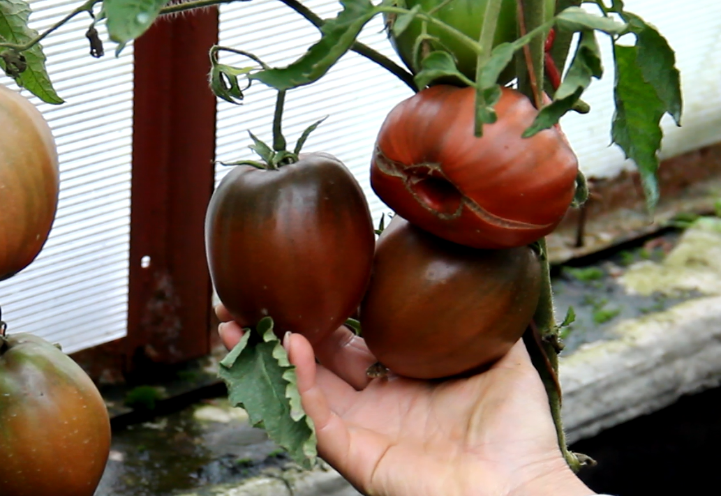 Добрый день, дорогие садоводы и огородники! Я очень люблю выращивать томаты. Каждый год высаживаю много разных новинок сортов и гибридов, примерно около ТРЁХСОТ корней.-8