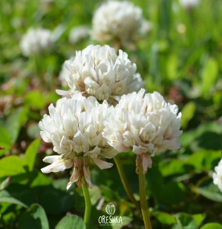 Seeds of White clover Rivendell 50 grams — Trifolium repens