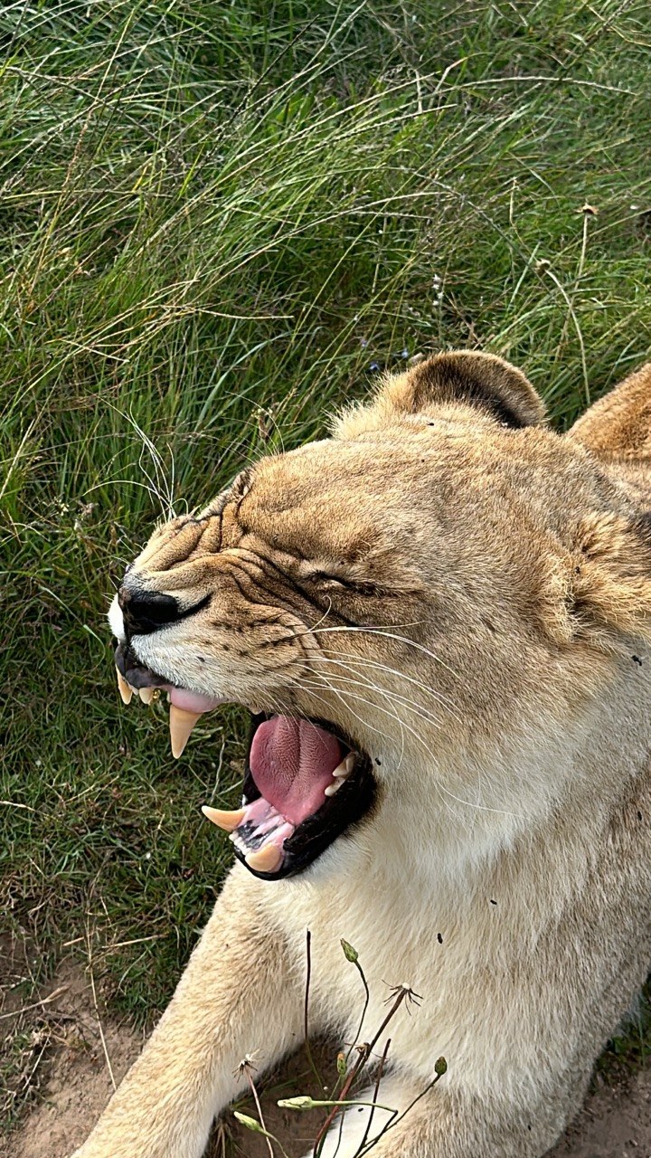 Львица Aquila Private Game Reserve