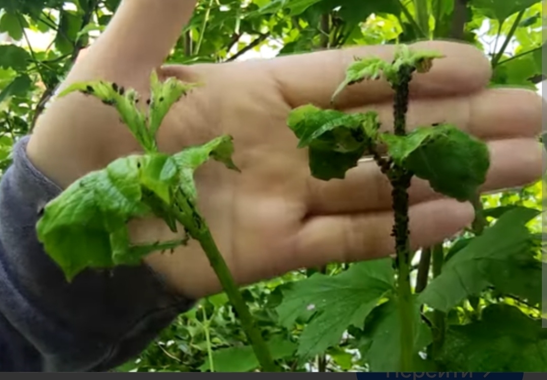 🐛