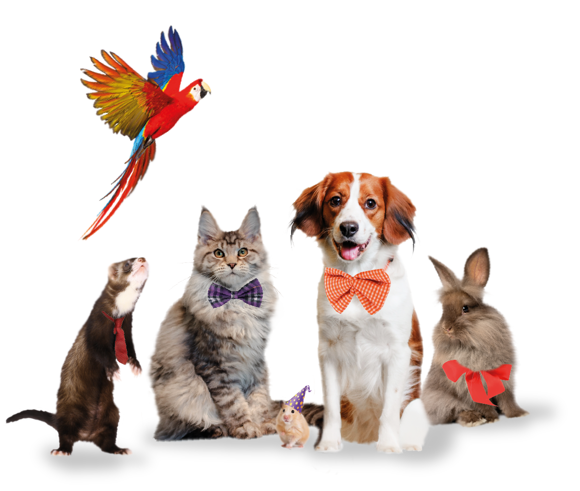 ЗООШОУ. ОСЕНЬ, выставка домашних животных