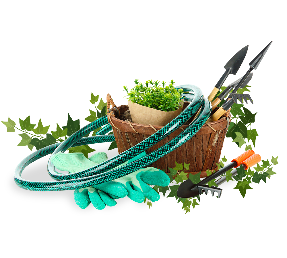 Растения кусты. Сада на прозрачном фоне. Сада на прозрачном фоне. Сада на прозрачном фоне. Кустик цветов.