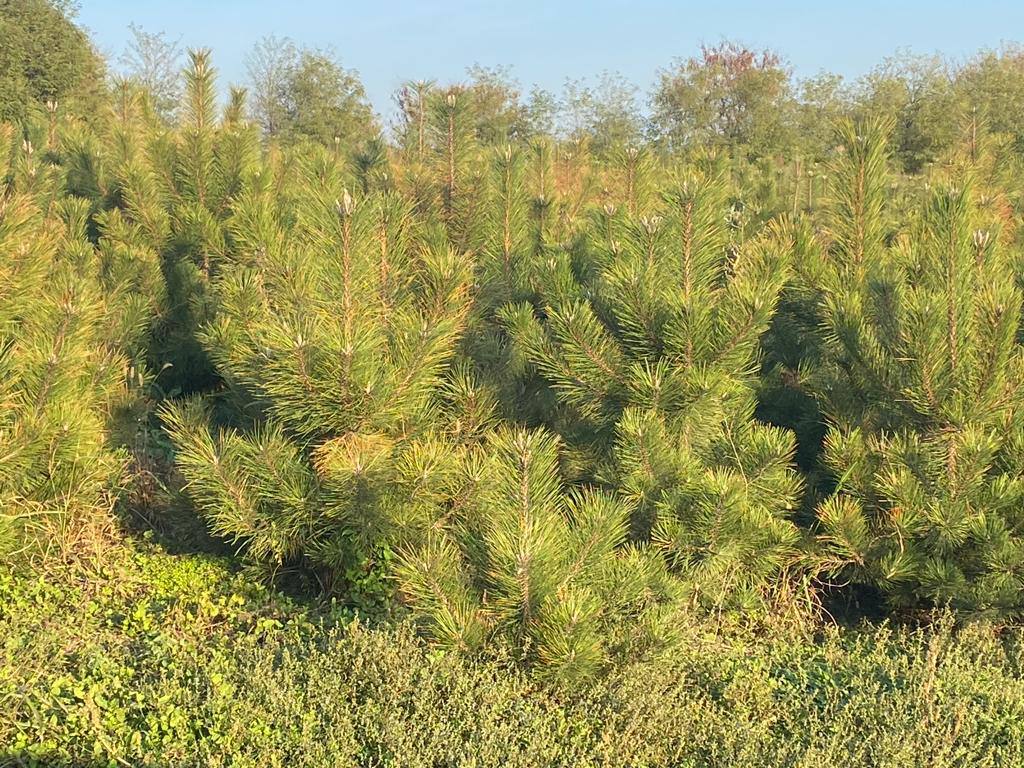 Сосна Крымская Купить В Краснодаре