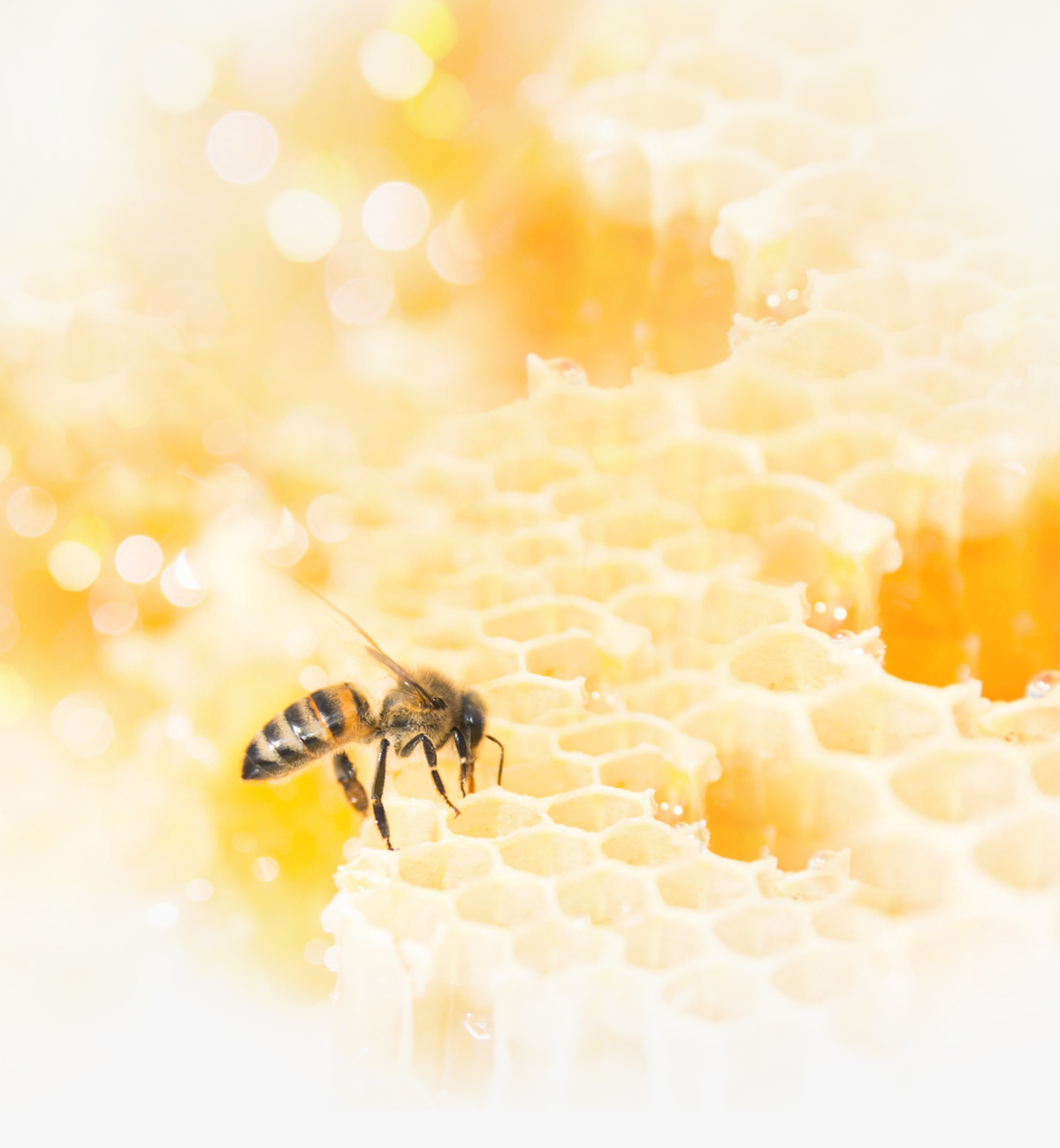 Золотисто-солнечные медовые соты, пчела, которая наполняет соту с мёдом