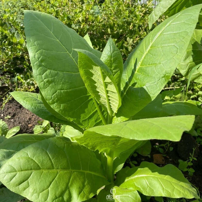 Табак Nicotiana tabacum