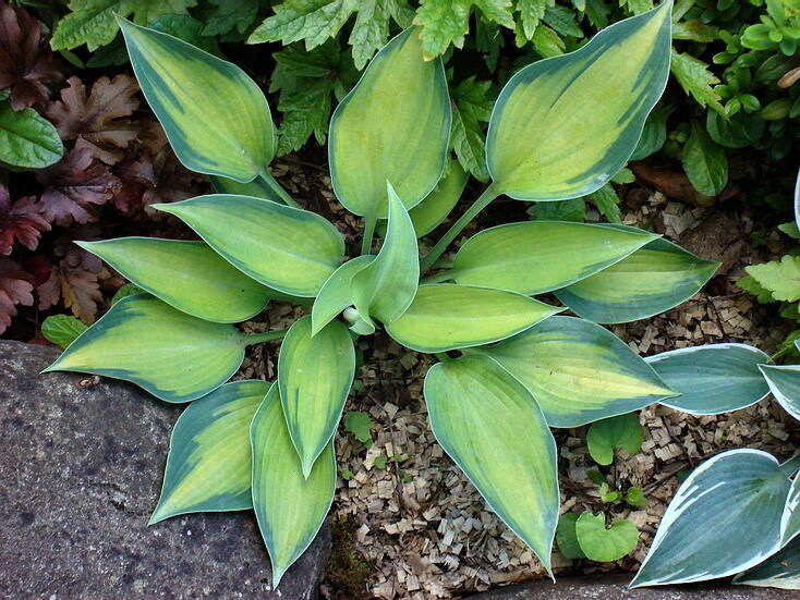 Хоста "Touch of class" (Hosta). Хоста тач оф Гласс. Хоста Гавайи оф Луалу. Эдисон Хоста магазин.