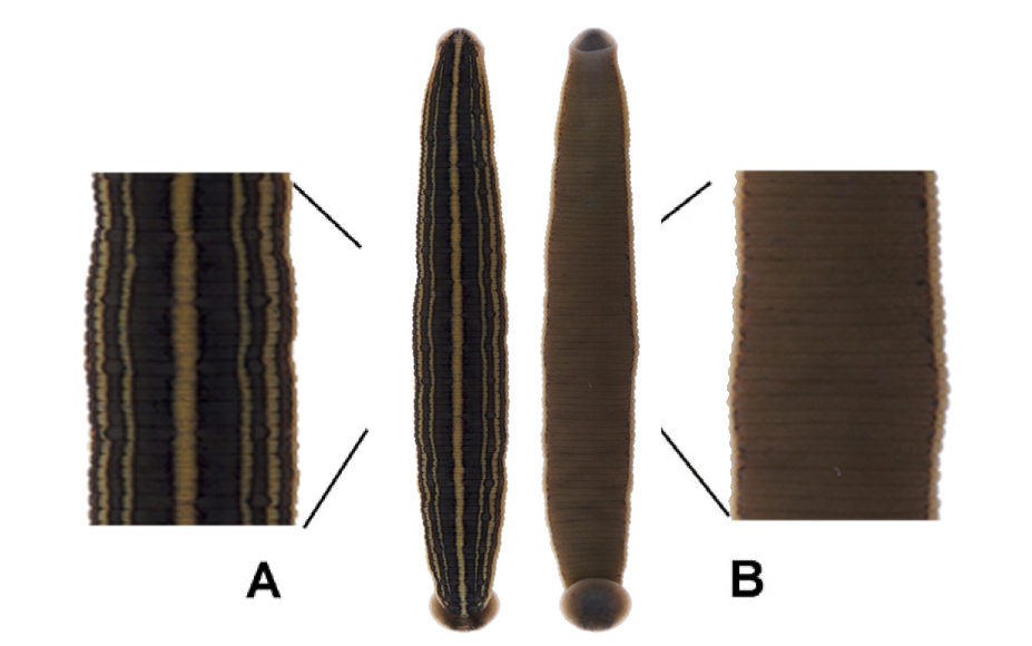 Hirudo tianjinensis Liu, 2022