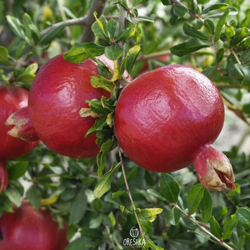 Seeds of Pomegranate (Punica granatum) — 20 pcs