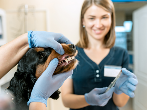 ВЕТЕРИНАРНАЯ КЛИНИКА АЙБОЛИТ на красной поляне