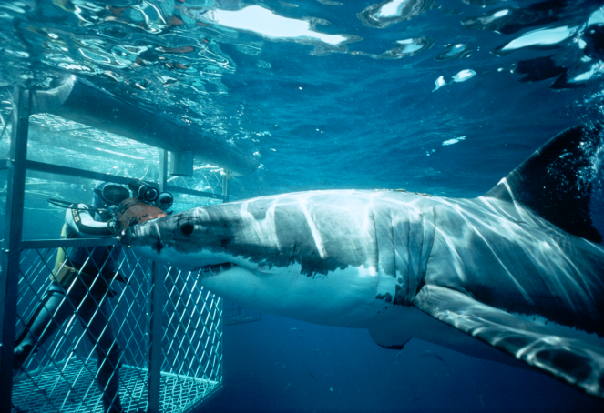 дайвинг с большими белыми акулами