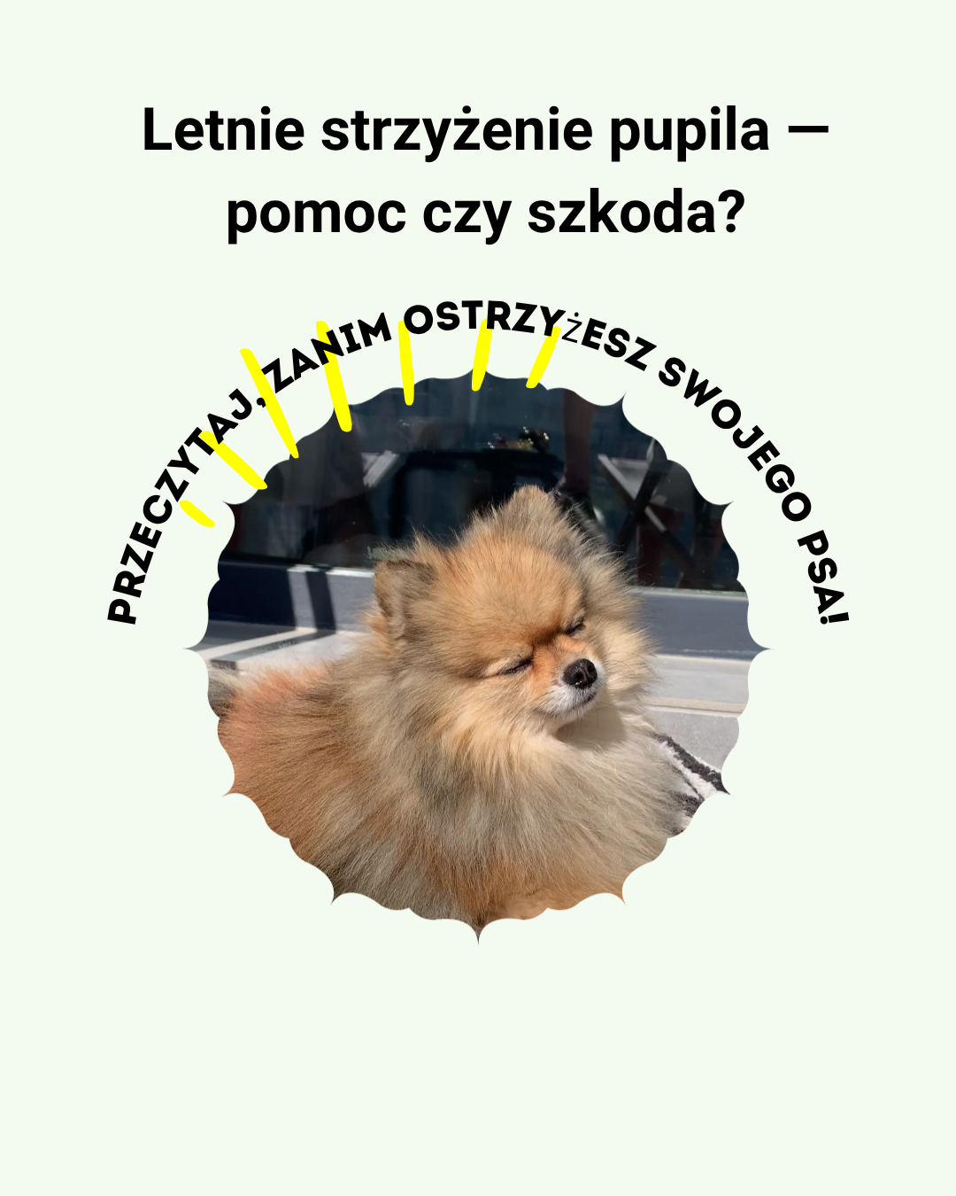 Puszysty pies latem na słońcu — sierść chroni przed upałem i poparzeniami