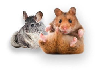 вылечить хомяка ставрополь