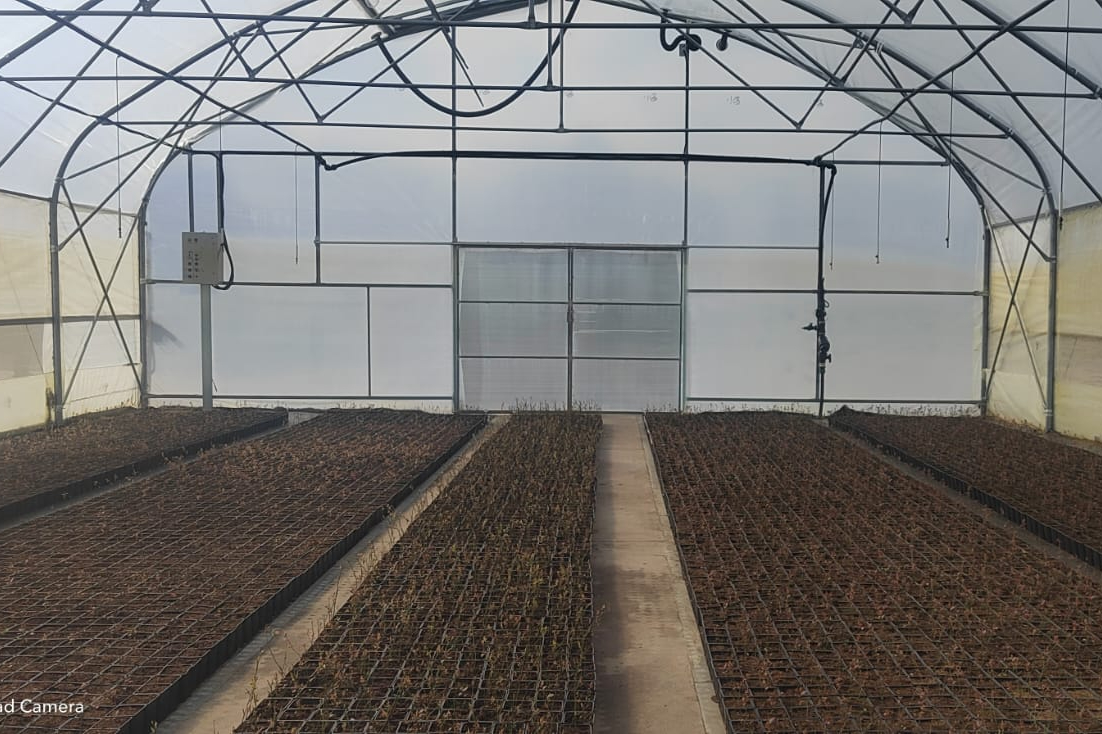 бананы в теплице