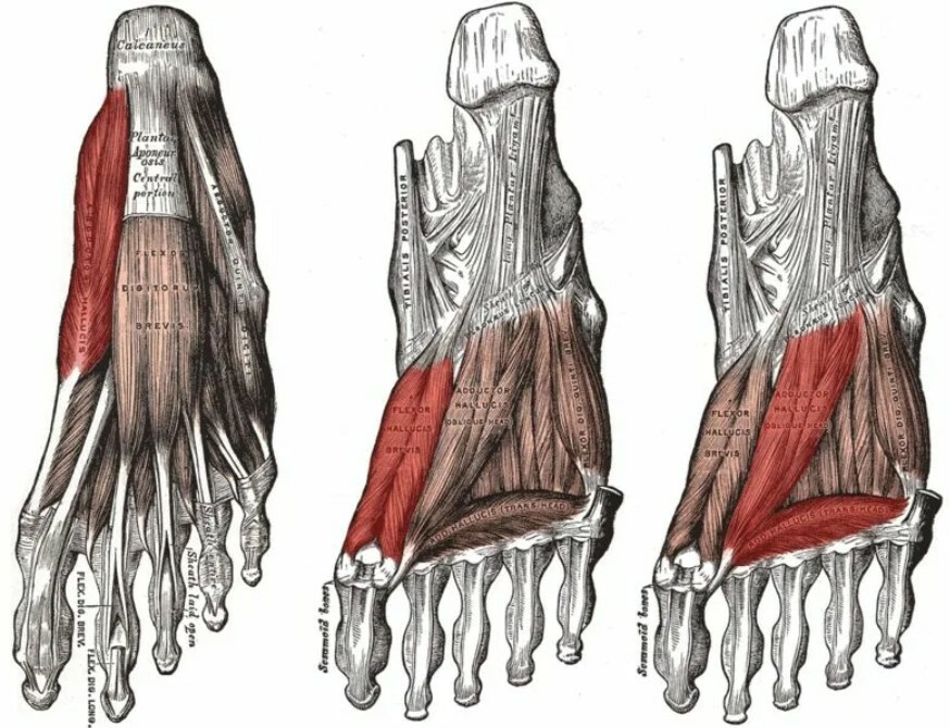 Мышцы стопы. Мышцы стопы анатомия Синельников. Червячные мышцы стопы. Мышцы стопы планшет. Глубинные мышцы стопы.
