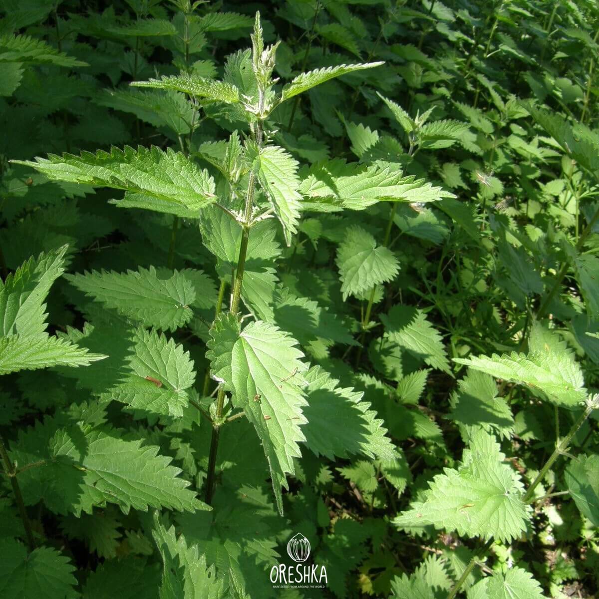 Stinging Nettle 1000++ Seeds | Common Nettle Seeds | Urtica Dioica ...