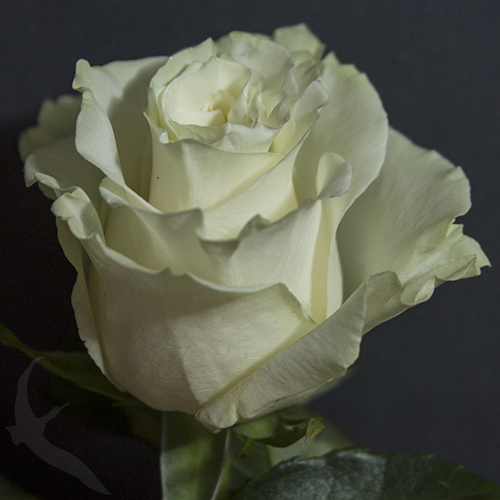 Роза, белоснежный сорт Mondial