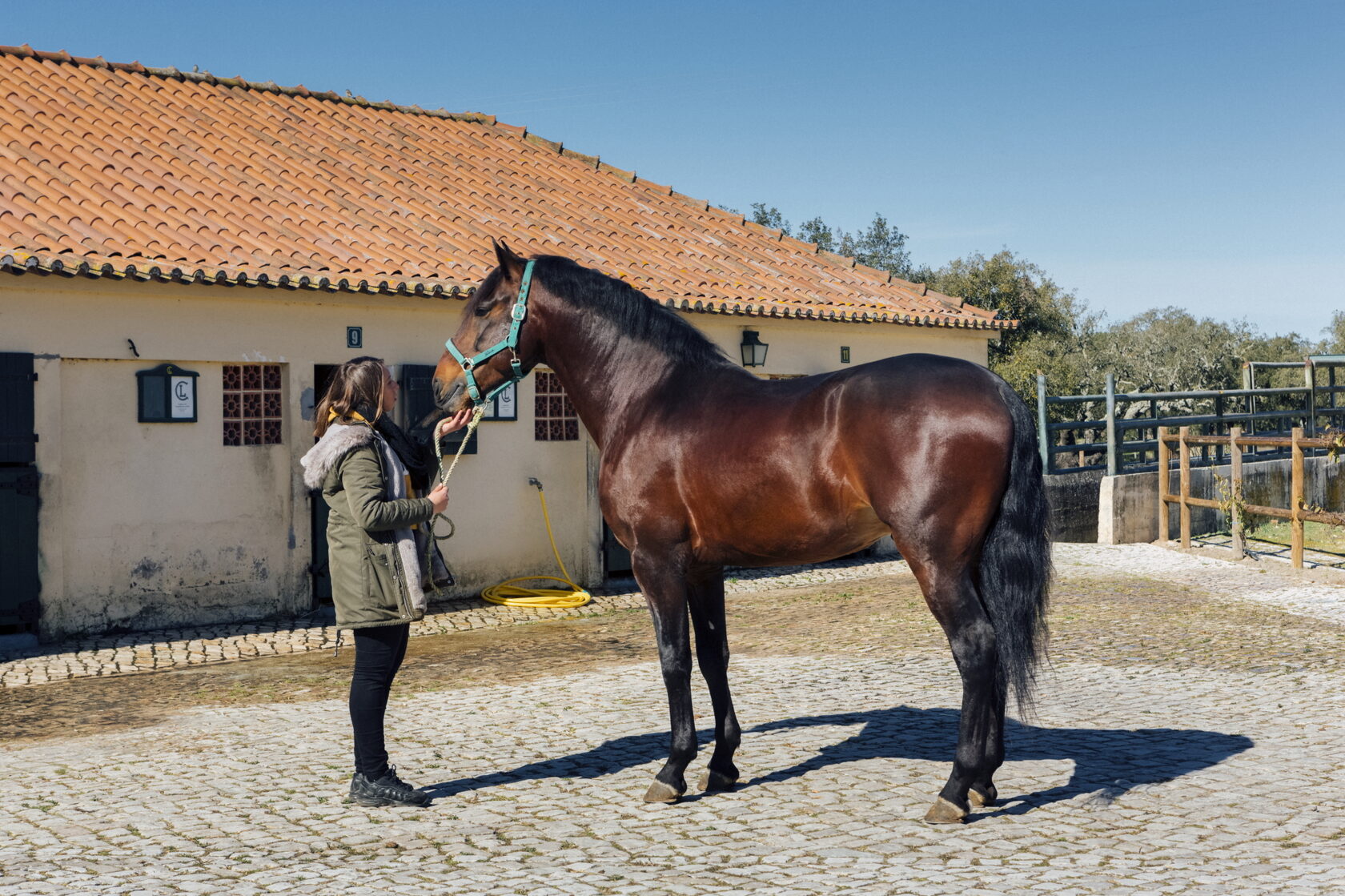 породы лошадей в Португалии