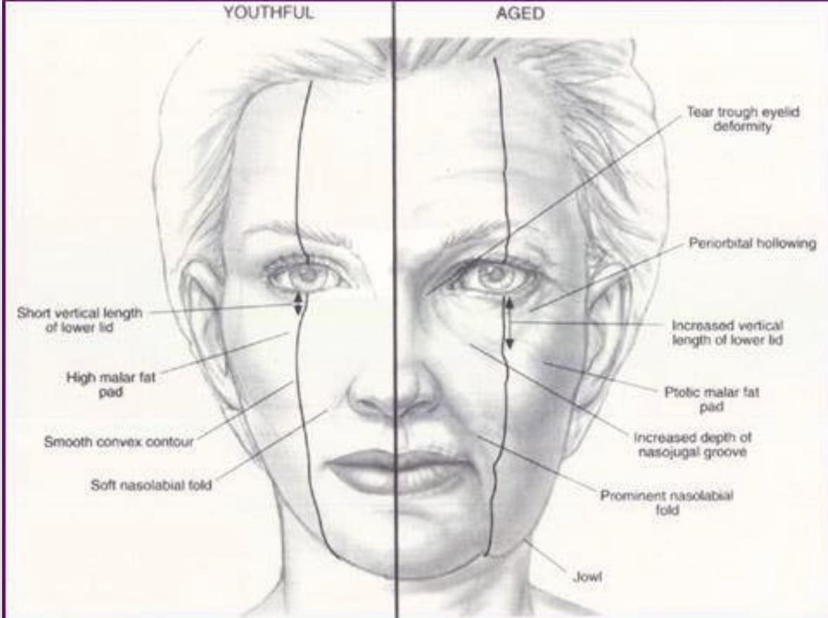 Схема лица человека для косметолога
