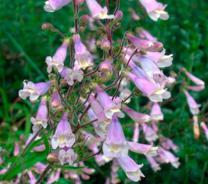 Penstemon drsnosrstý