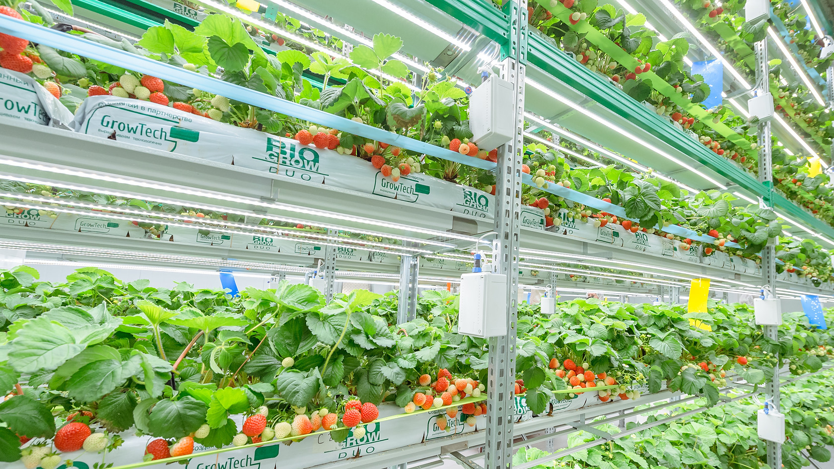 Vertical strawberry farm, 550 sq.m., Novosibirsk, Russia