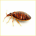 уничтожение клопов в квартире казань