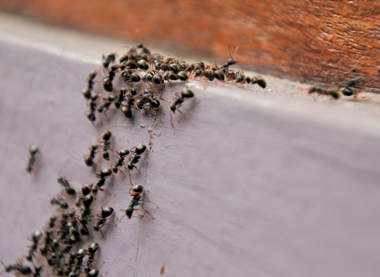 Уничтожение муравьев монетная 23