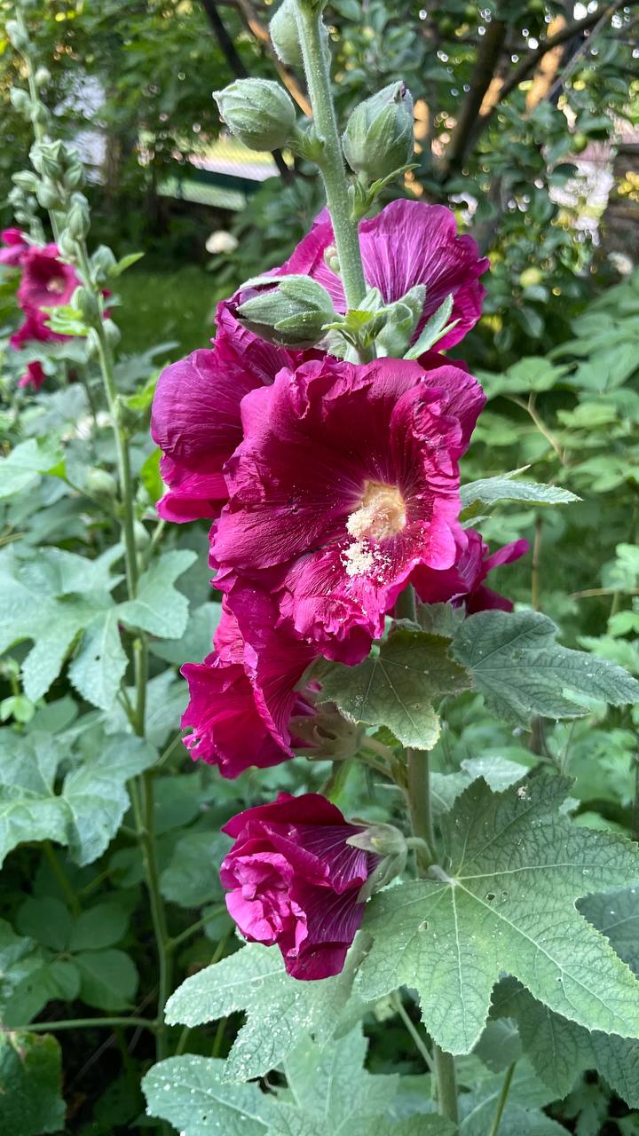 Мальва – Alcea rosea