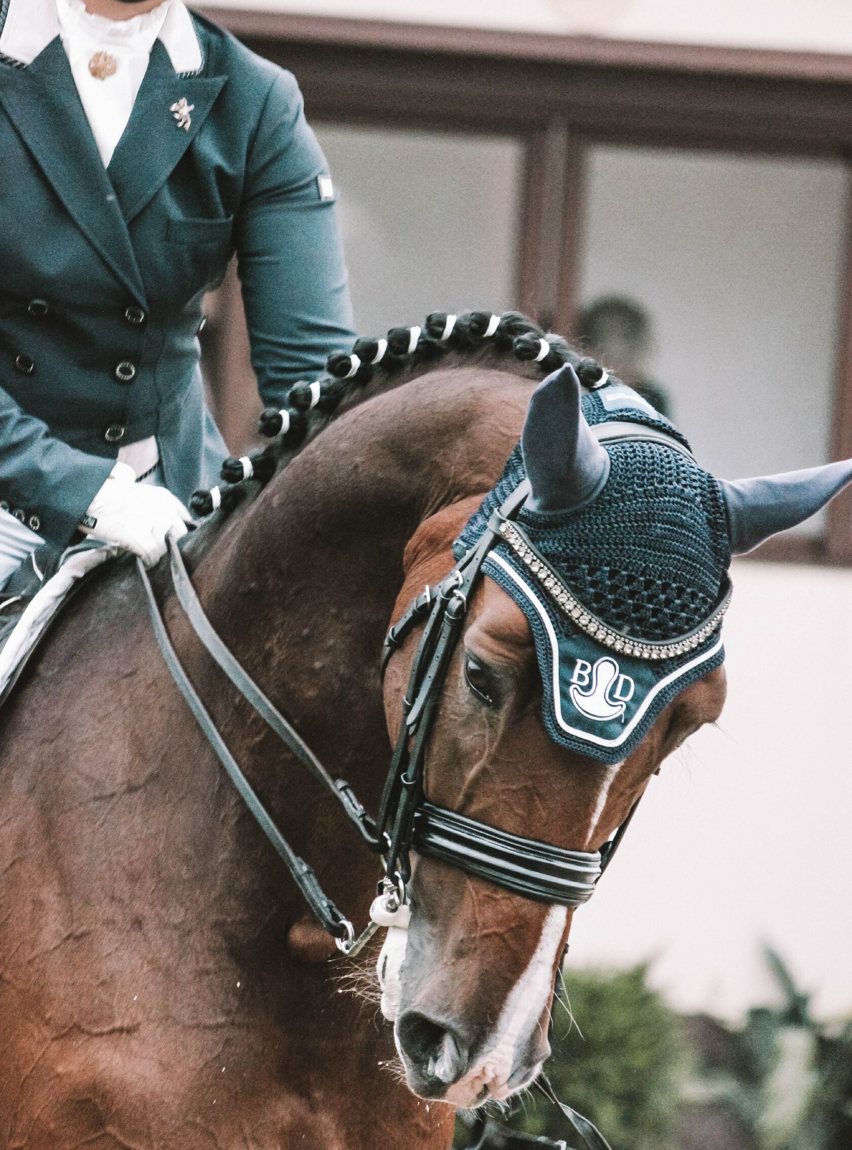 Подготовка лошадей к соревнованиям