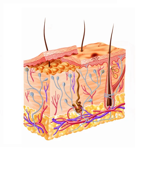 Дерма пронизана. Кожа человека клипарт. Липидный слой кожи головы в микроскоп. Кожа строение пиодермии. Цвет дерма кожи.