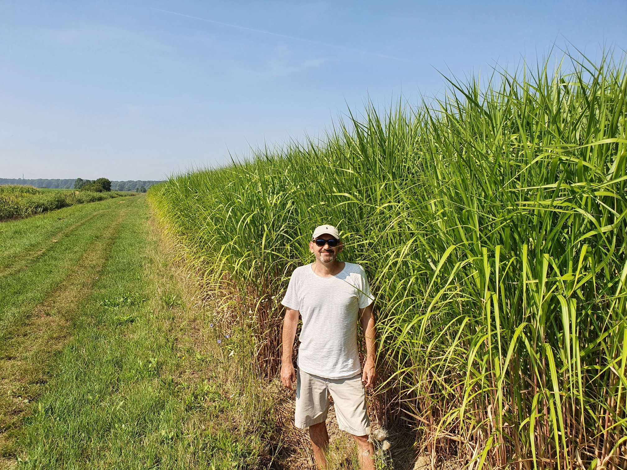 Man standing beside a thriving Miscanthus x Giganteus plantation under clear blue skies. The lush green energy crop showcases its tall, dense growth, highlighting its potential as a sustainable bioenergy source