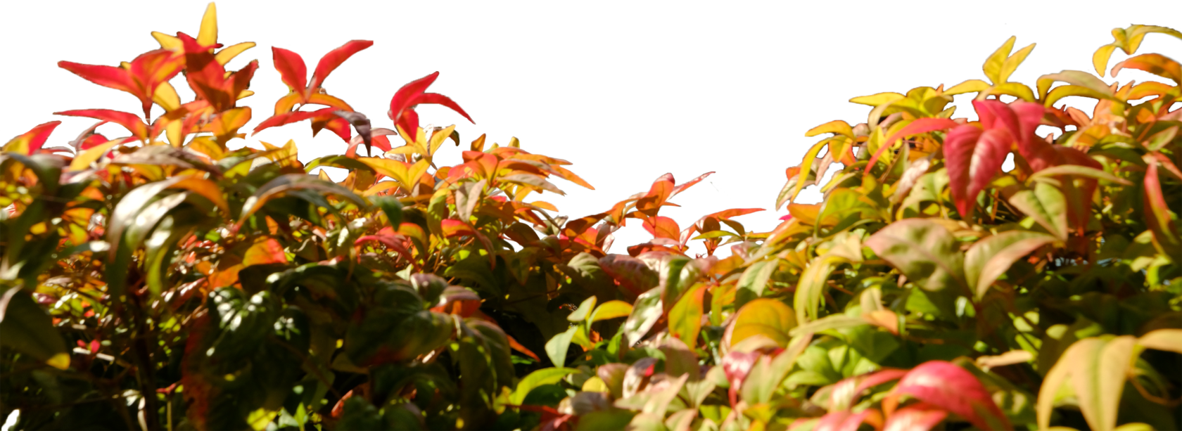 Plants in fall